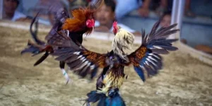 Cách Chơi Đá Gà Sabong Tại VN88 Kịch Tính Thắng Lớn