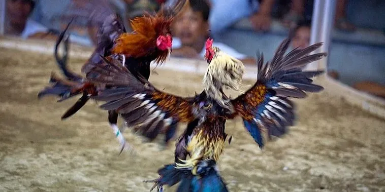 Cách Chơi Đá Gà Sabong Tại VN88 Kịch Tính Thắng Lớn