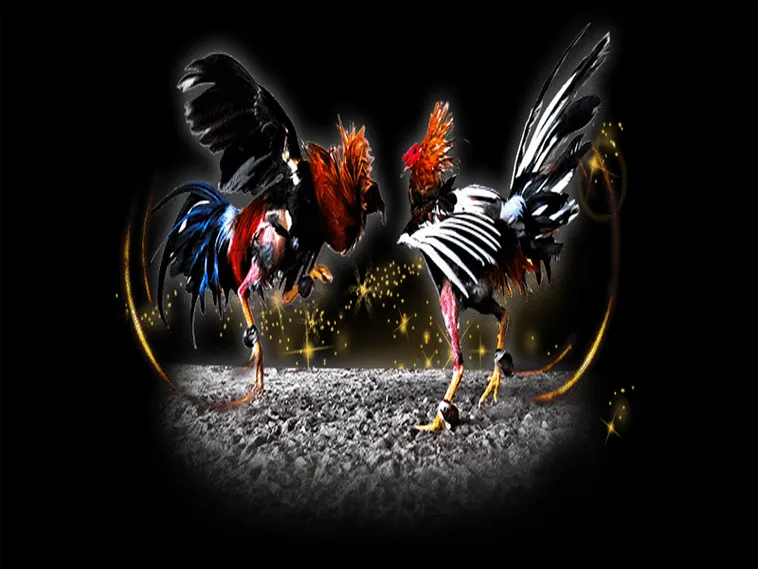 Cách Chơi Đá Gà Sabong Tại VN88 Kịch Tính Thắng Lớn